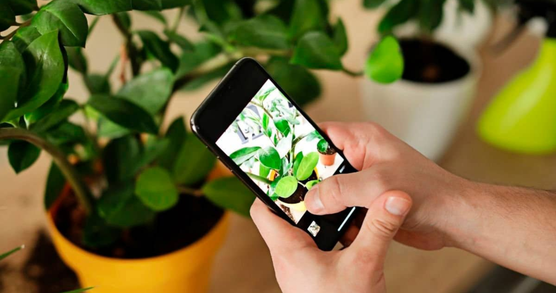 aplicativo para identificar plantas