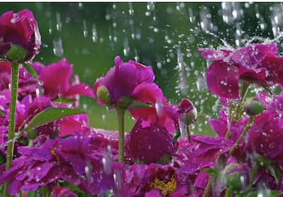 economizar água no jardim