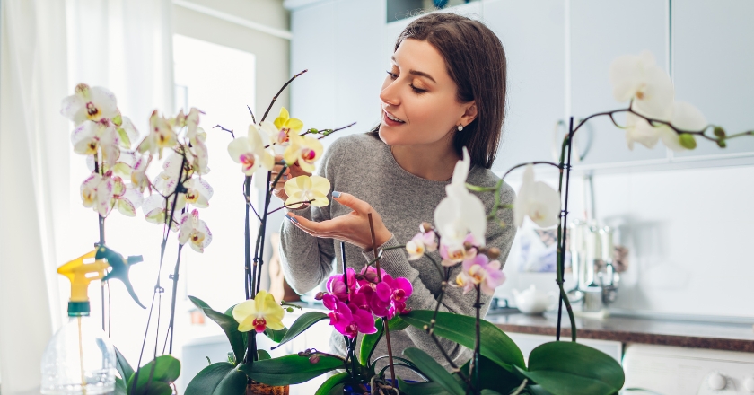 PLANTANDO E CUIDANDO DE ORQUÍDEAS EM CASA