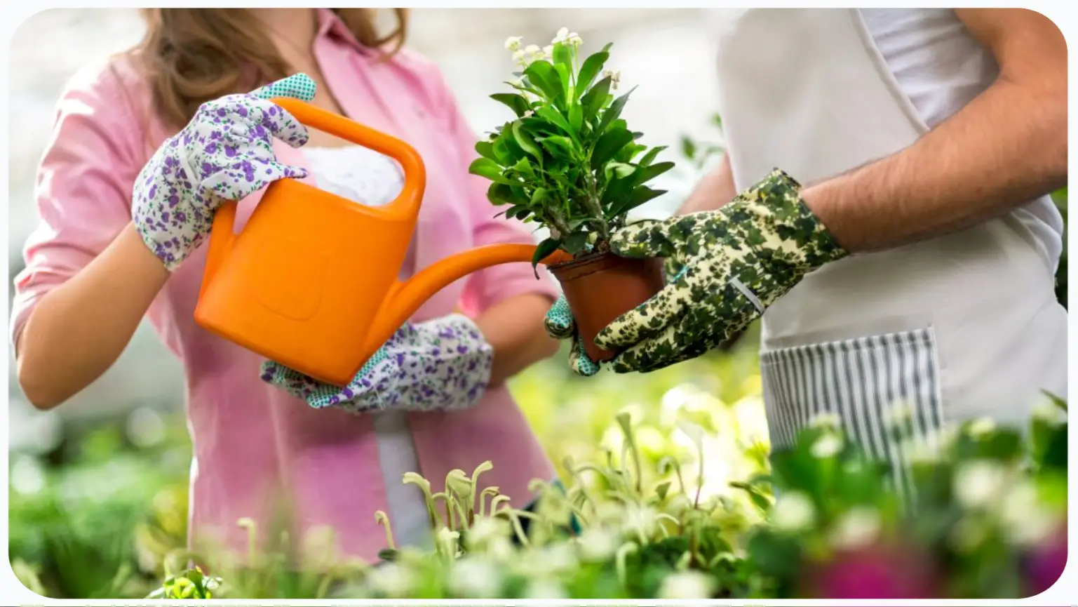 economizar água no jardim