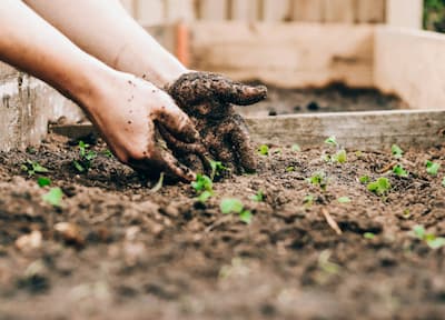 jardinagem terapêutica